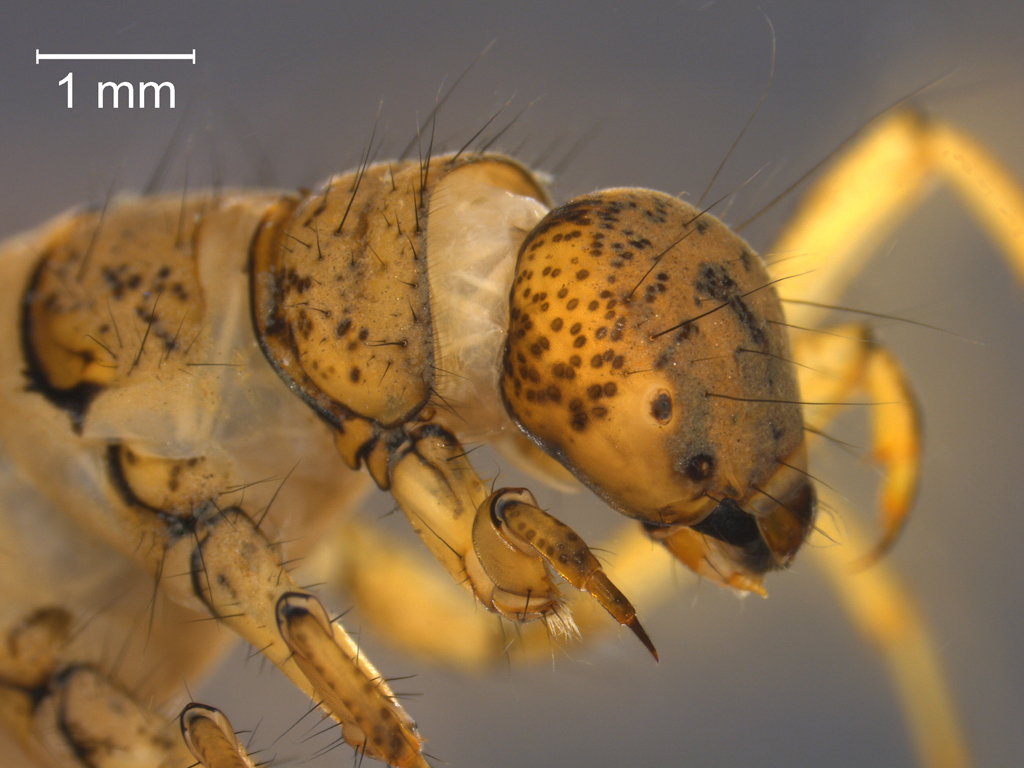 Limnephilus fuscicornis